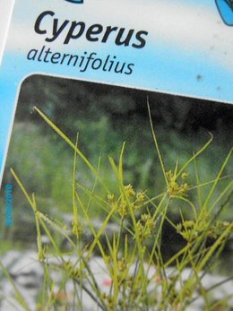 Invasion dans mon Cyperus Alternifolius