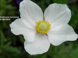 Anémone des bois - Anemone Sylvie