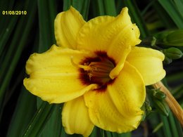 Hémérocalle - Hemerocallis