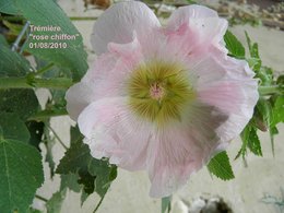 Rose trémière - Althaea rosea 