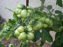 variete de tomate