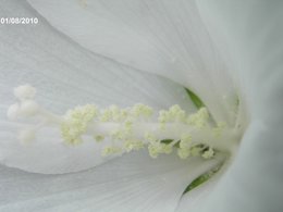 Althéa - Hibiscus syriacus