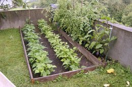 Mes tomates et mon aubergine