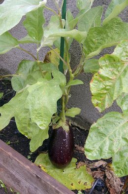 Mes tomates et mon aubergine