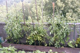 Mes tomates et mon aubergine