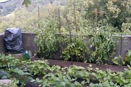 Mes tomates et mon aubergine