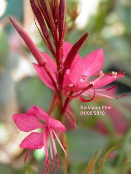 Gaura lindheimeri