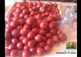 ENCORE DES TOMATES .....