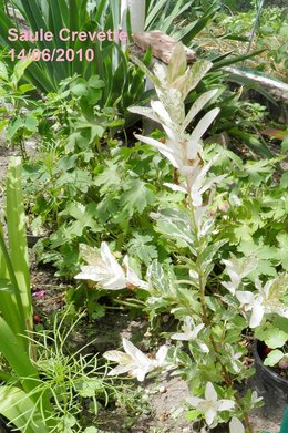 Saule crevette - Salix integra