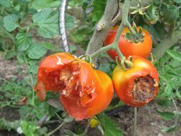 Les maladies de la tomate