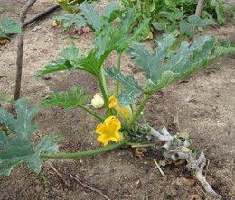 Courgette au mildiou...