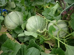 PREMIERE RECOLTE DE MELONS