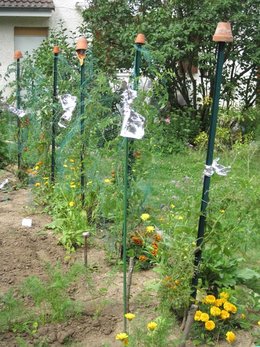 Les maladies de la tomate