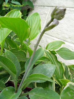 Hosta