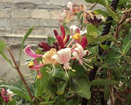 Lonicera - Chèvrefeuille