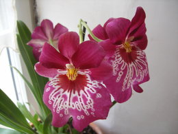 Orchidofolie
