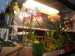 Orchidofolie