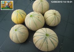 PREMIERE RECOLTE DE MELONS