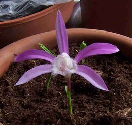 Orchidofolie