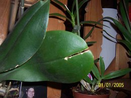 Orchidofolie