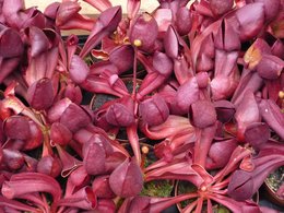saison pour la division de plantes carnivores: SARRACENIA PINGUICULA TINA