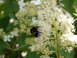 Hortensia - Hydrangea macrophylla