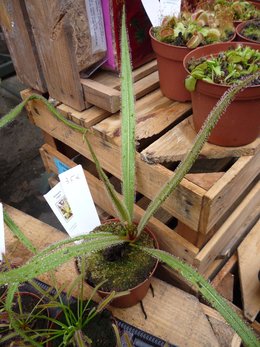 Drosera - Plante carnivore