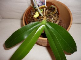 Orchidofolie