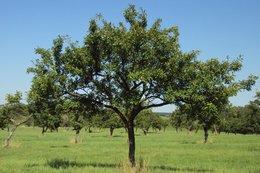 Vos prunes préférées :