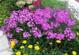 les phlox pour le jardin fleuri