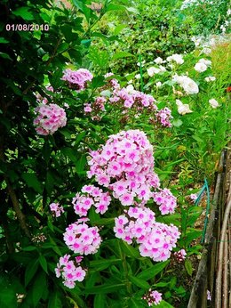 les phlox pour le jardin fleuri