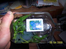 Orchidofolie