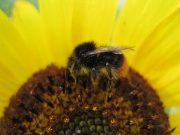 Ensemble, construisons l'histoire de la coccinelle