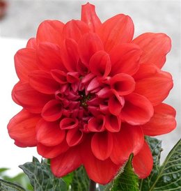 Dahlia