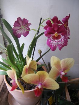 Orchidofolie