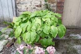 Hosta