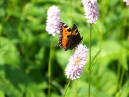 DANS L'INTIMITE D'UN PAPILLON