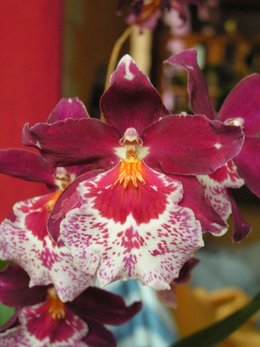 Orchidofolie