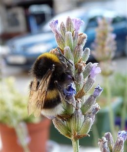 Bourdon terrestre