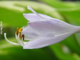 Hosta