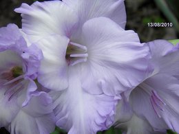 Glaïeul - Gladiolus