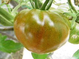 Stratègie pour tomates