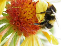 Bourdon terrestre