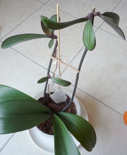 Bébés phalaenopsis