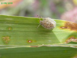 Truc sur  feuille d'iris