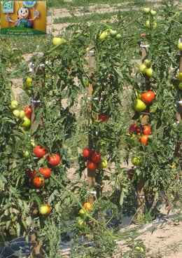 Retirez-vous les feuilles des pieds de tomates pourqu'elles mûrissent ?