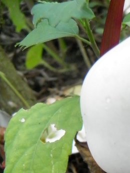 Champignons du jardin