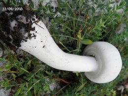 Champignons du jardin