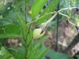 Poire-melon ou Melon-poire - Solanum muricatum
