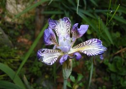 floraison des IRIS PUMILA  bleu et jaune